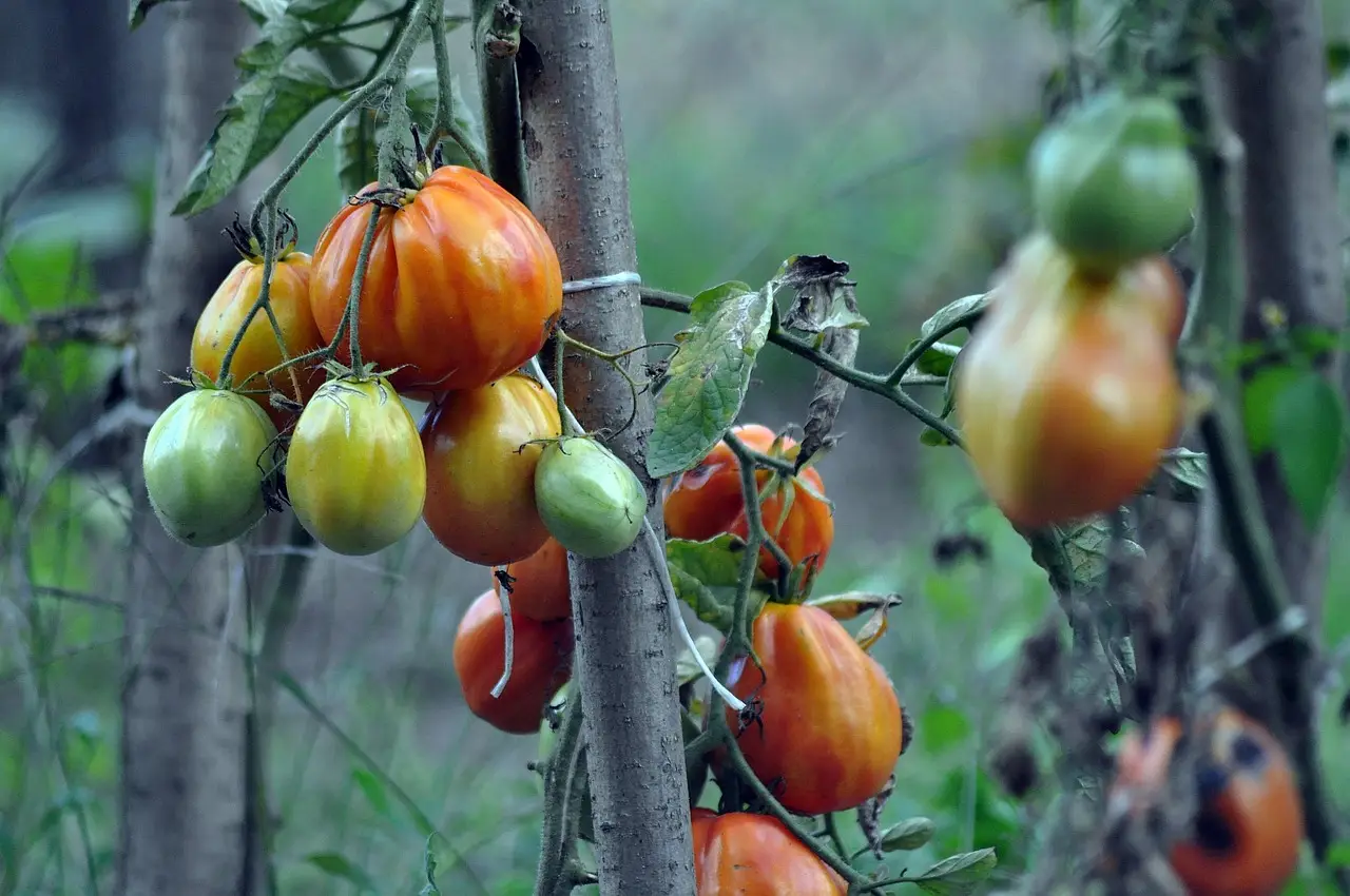 Quando è il momento migliore per piantare i pomodori? Scopri come la fase lunare può influire sulla crescita dell’orto