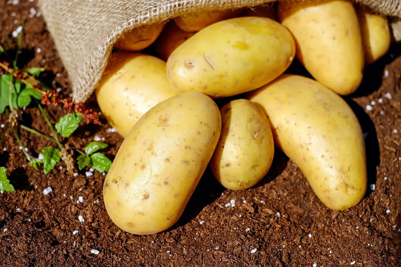 Quando è il momento migliore per piantare le patate? Scopri come le fasi lunari possono influenzare il raccolto