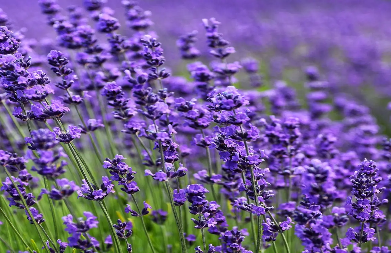 Dove piantare la lavanda: consigli pratici e curiosità sulla pianta che profuma giardini e balconi