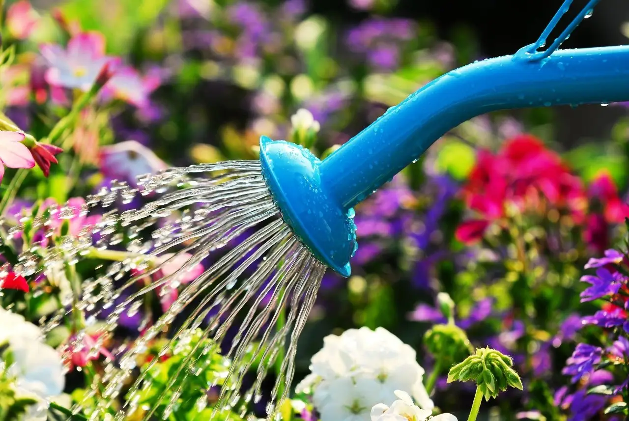 Soluzioni innovative per innaffiare le piante quando l’acqua scarseggia: tecniche e consigli per un giardinaggio sostenibile