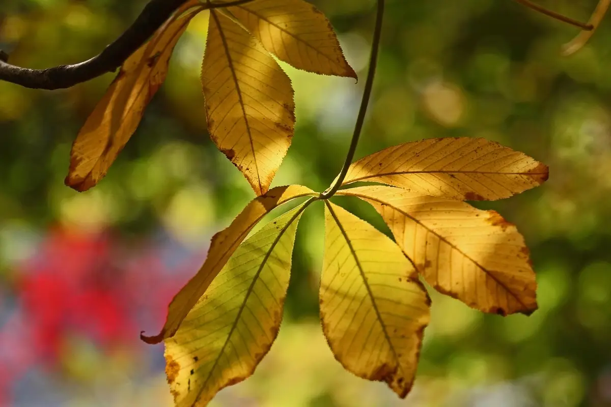 Perché le foglie degli agrumi si accartocciano? Cause comuni e rimedi naturali per piante sane