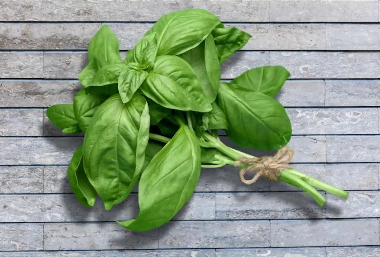 Trucco per ottenere un raccolto di basilico profumato anche nelle stagioni fredde