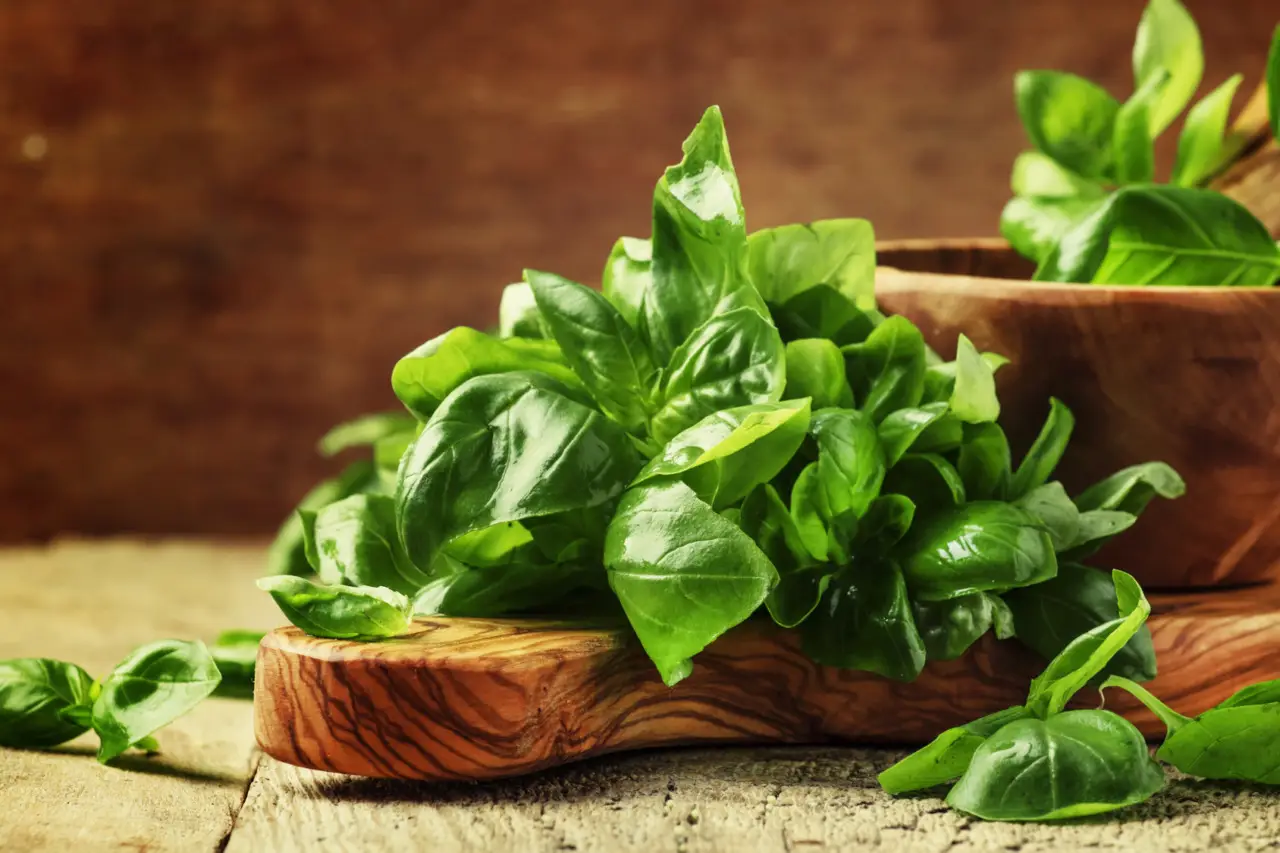 Semi di basilico sempre vitali segui questi consigli pratici per una semina perfetta