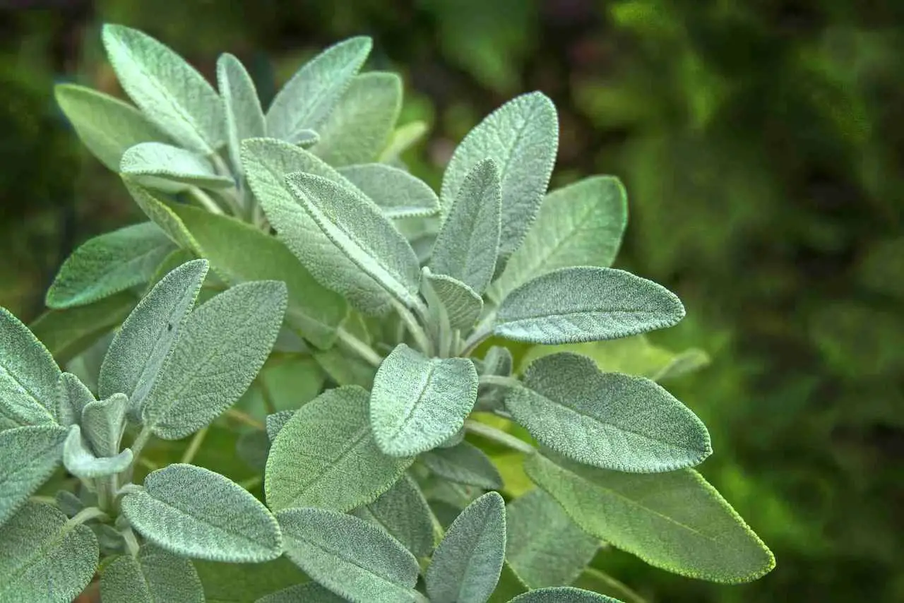 Errori da evitare con la salvia in vaso: luoghi ideali e trucchi di coltivazione