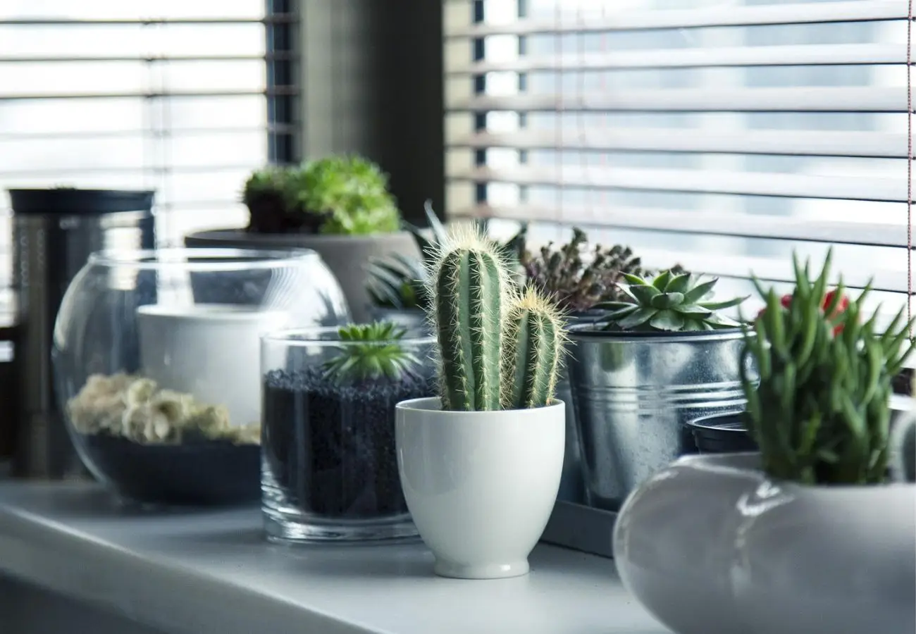Cactus e temperature rigide: come proteggere le piante grasse dal freddo e perché è importante