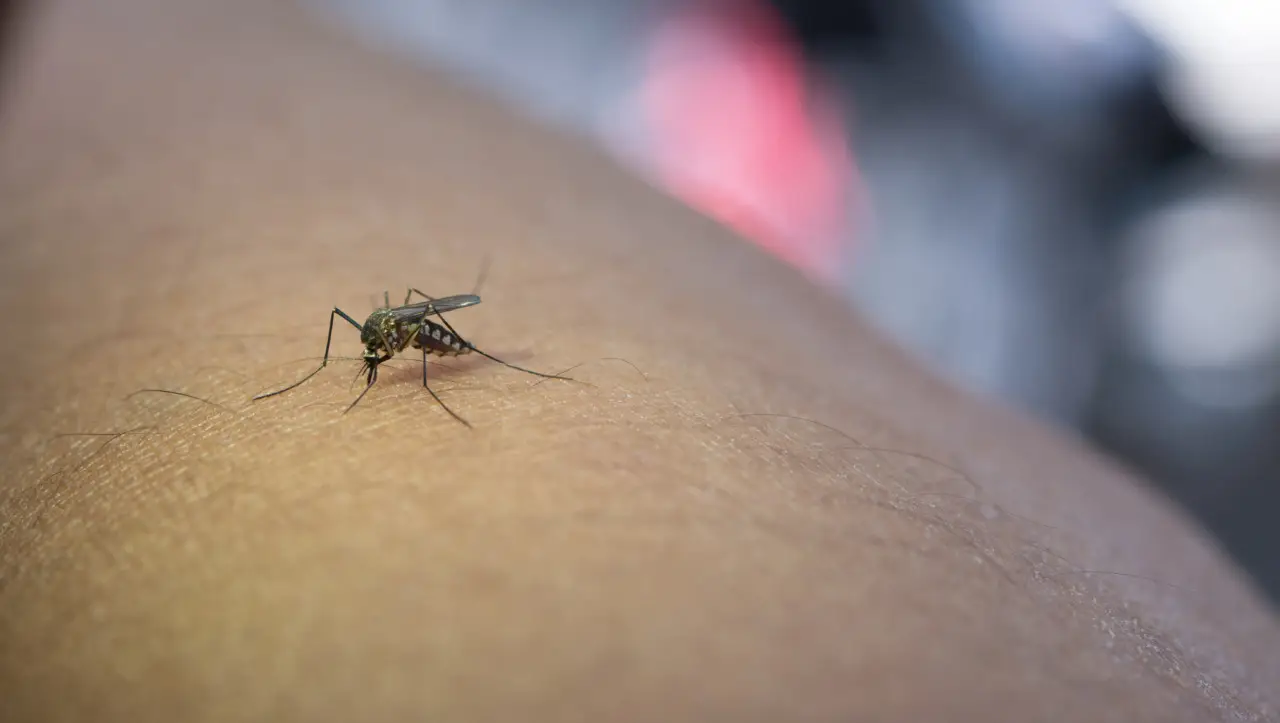 La tecnica semplice per preparare antizanzare naturali efficaci in casa