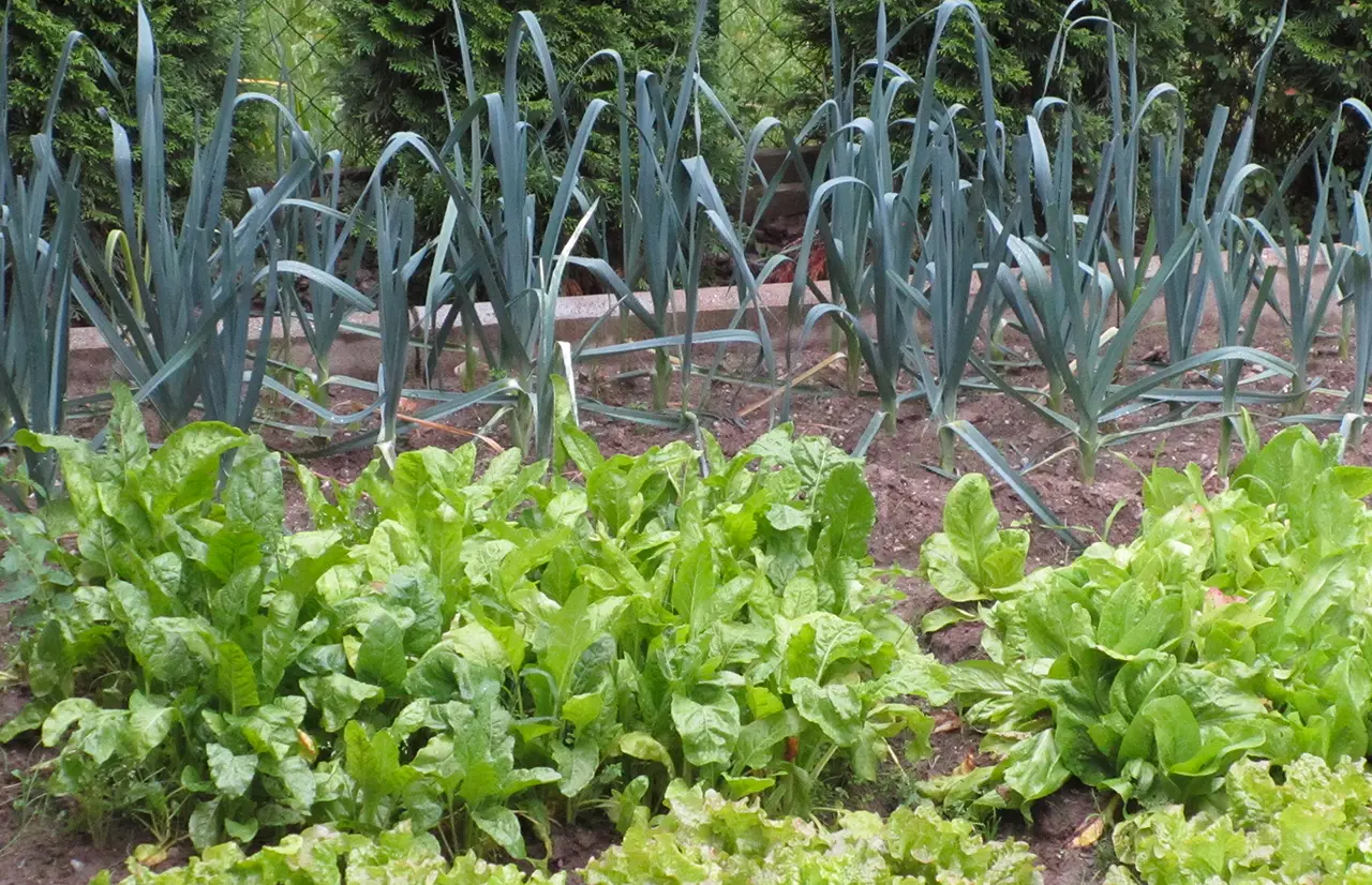 Il metodo naturale poco noto per proteggere orti e giardini dagli infestanti più comuni