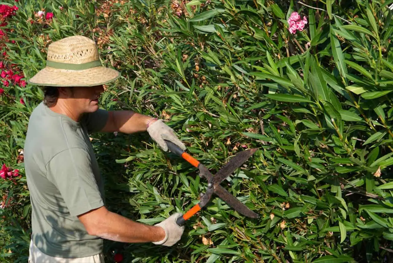 Ecco come diventare giardiniere: il titolo di studio necessario