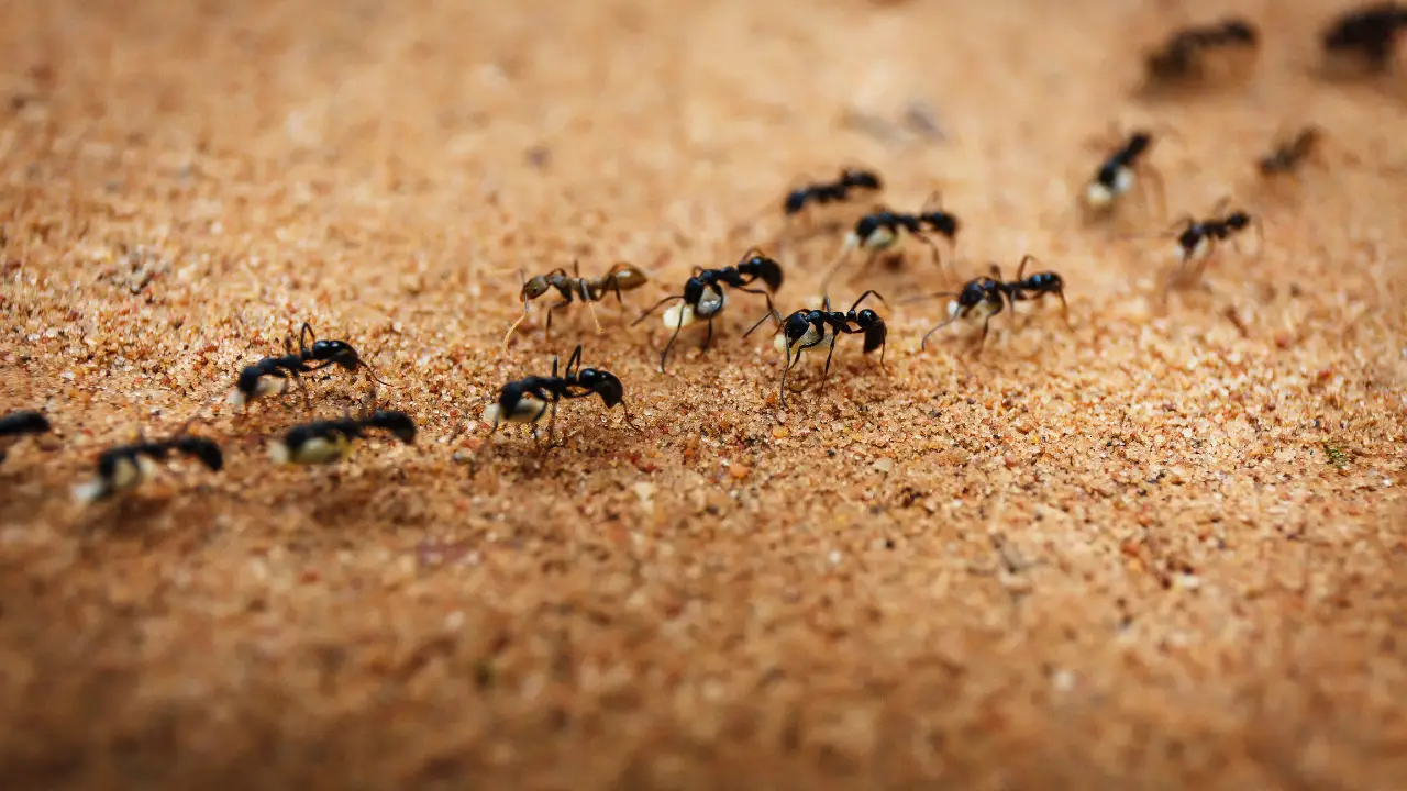Se hai ospiti indesiderati in casa, ecco come preparare un insetticida naturale in pochi minuti