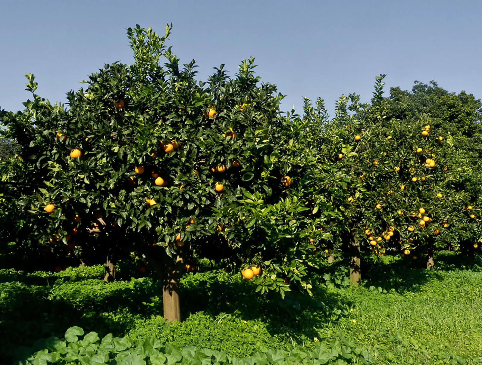 3 frutti che battono l’arancia per contenuto di vitamina C