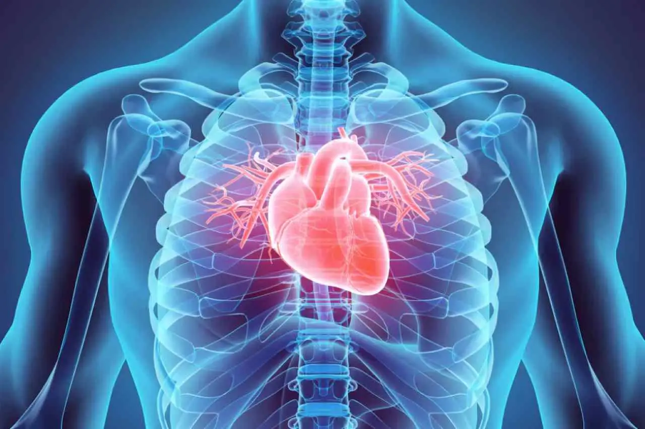 Scopri cosa si intende per apparato cardiovascolare: ecco la risposta