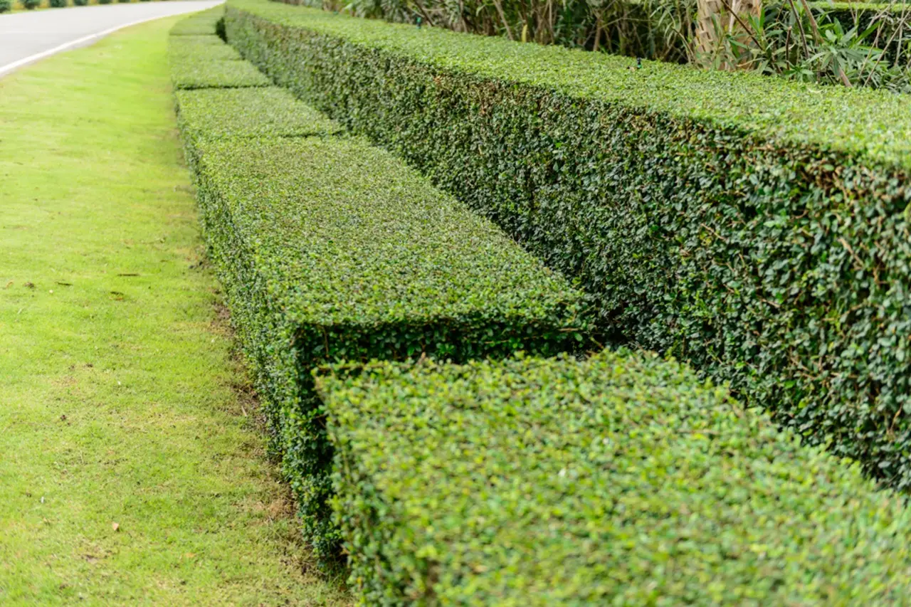 Il trucco per potare le siepi: la macchina che usano i giardinieri professionisti