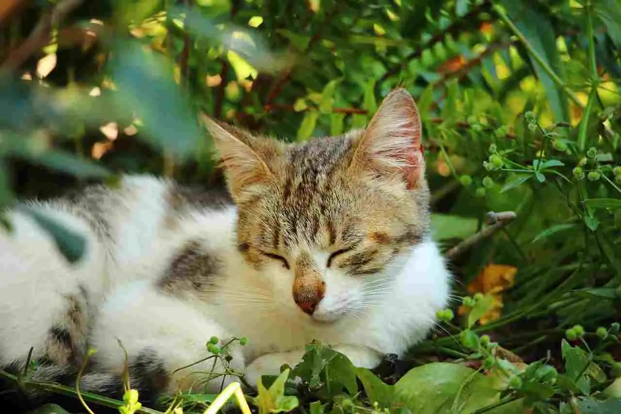 Bottiglie piene d’acqua in giardino: funzionano davvero per tenere lontani i gatti?
