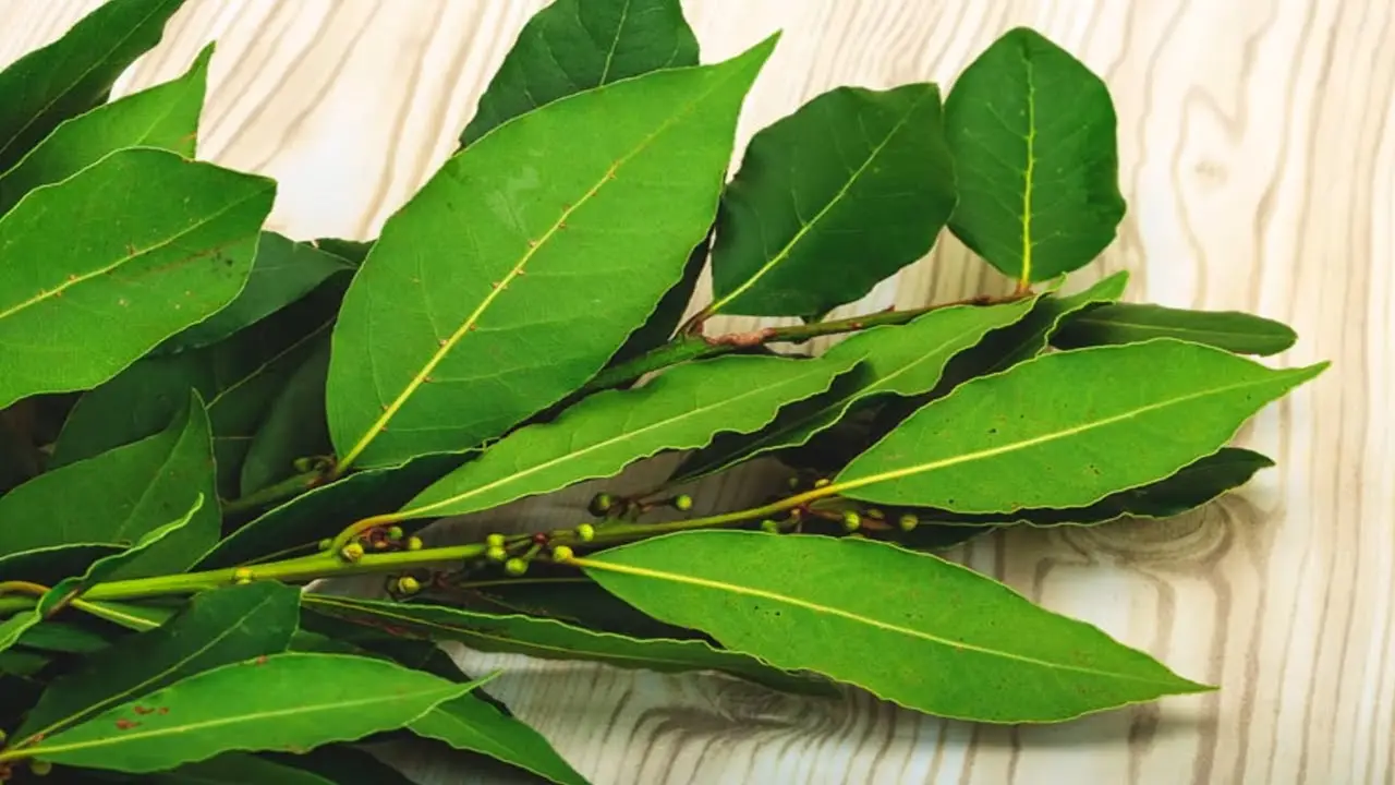 Dove posizionare l’alloro in casa per tenerlo sempre verde: ecco cosa sapere