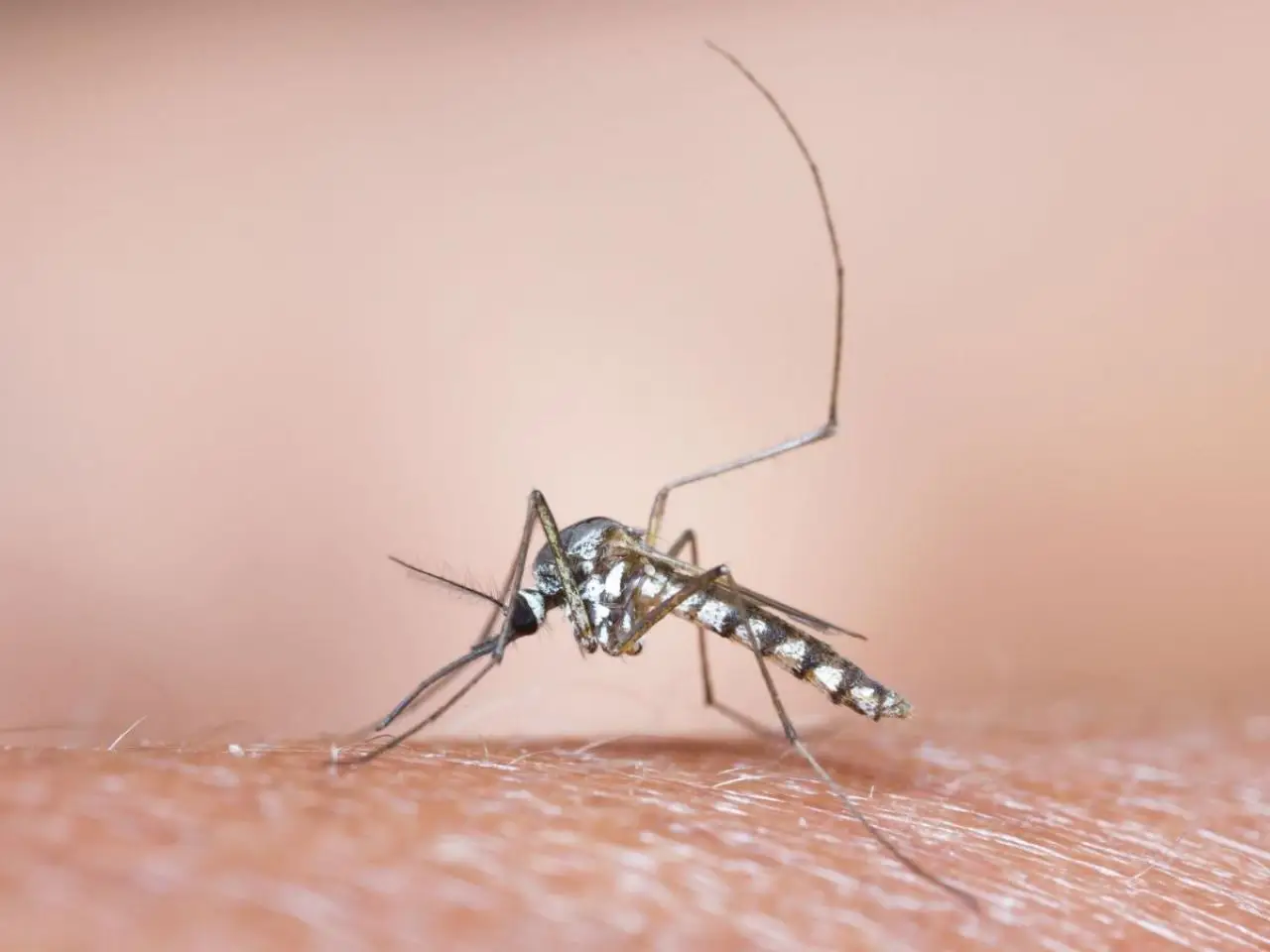 Il repellente per zanzare che funziona davvero: ecco il metodo definitivo
