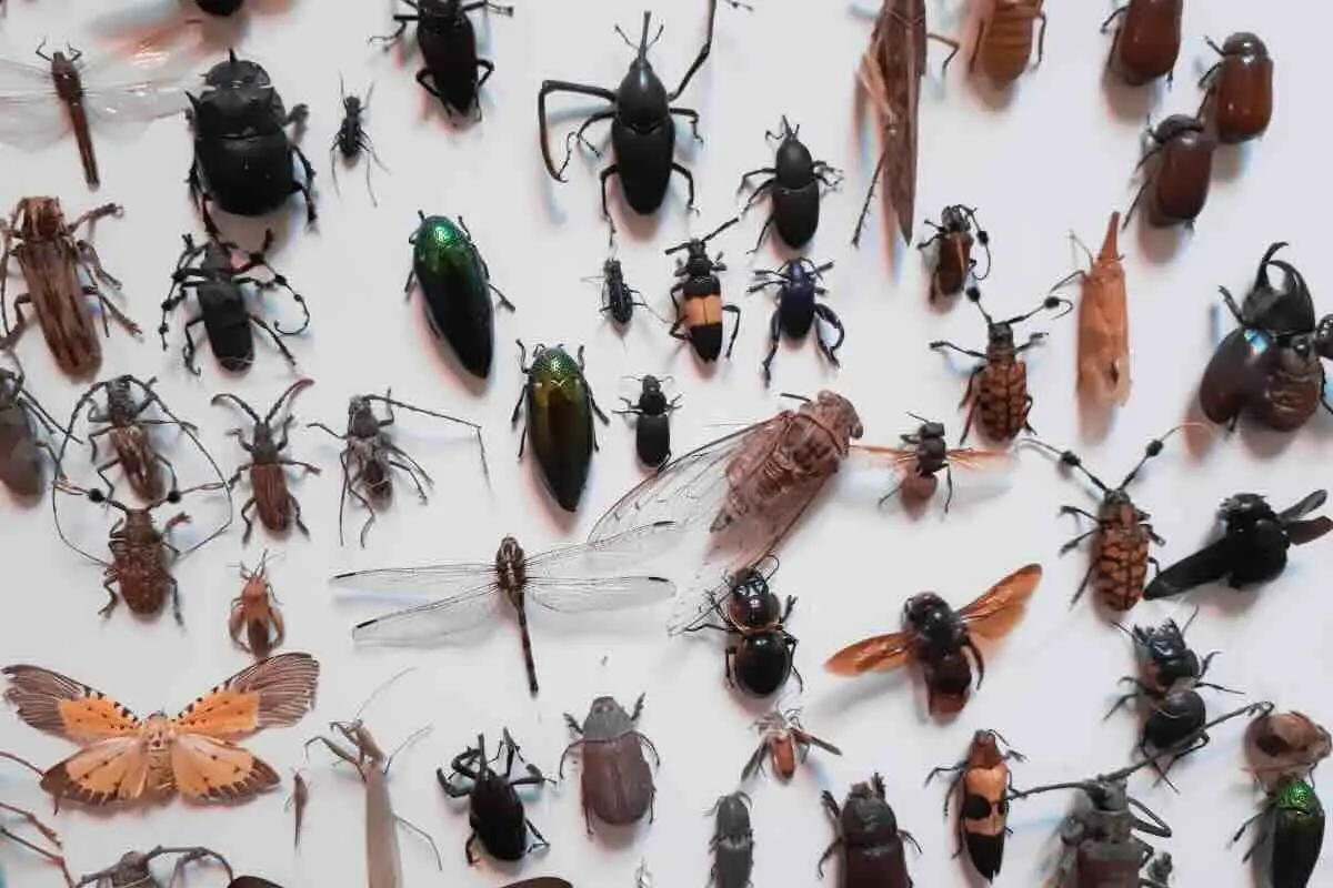 Come allontanare ragni e insetti da terrazzi e orti con un solo ingrediente? Funziona davvero