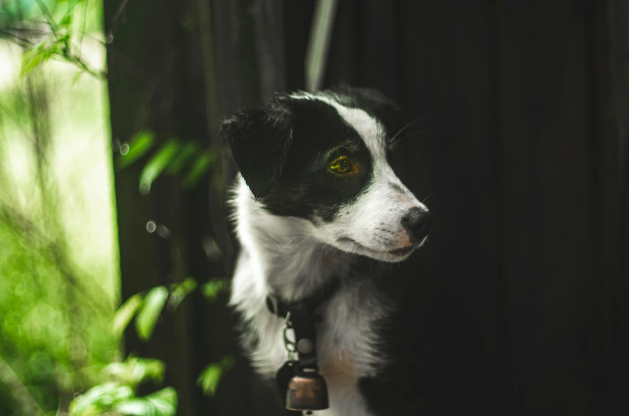Il tuo cane distrugge casa? Ecco quando smetterà di mordere tutto