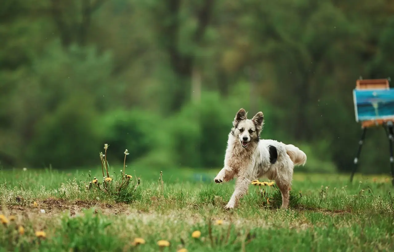 Vivi in campagna e hai un cane? Ecco gli errori gravi che commettono quasi tutti