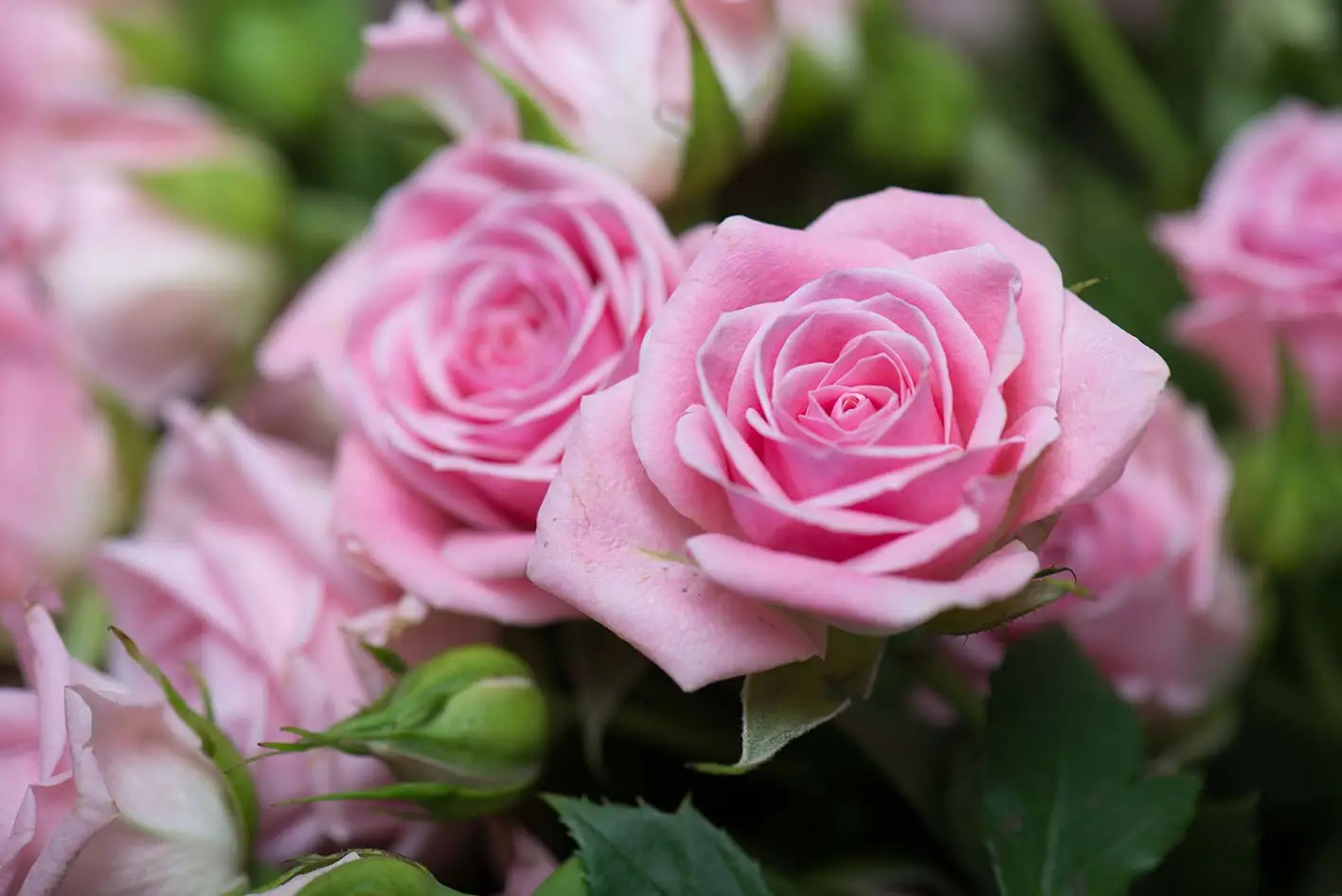 Non solo rose: ecco il fiore più bello e resistente che fiorisce proprio a settembre