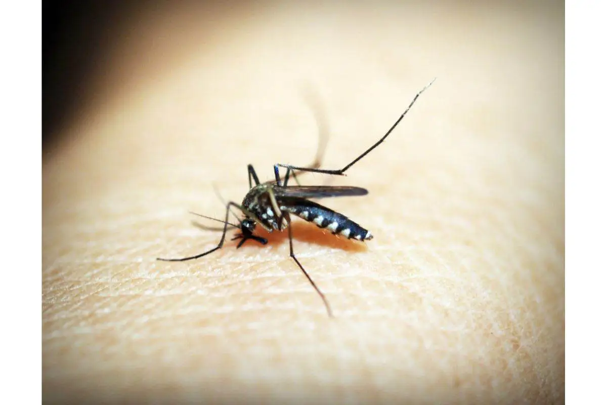Disinfestazione zanzare fai da te: il metodo naturale per eliminare le larve subito