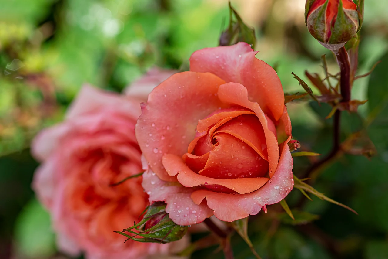 Allarme rose: se vedi questo piccolo bruco stanno divorando le tue piante