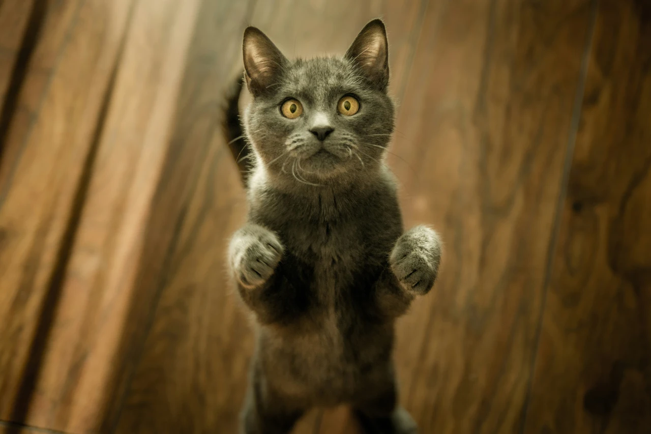 Come capire se il tuo gatto sta soffrendo: i segnali segreti che non devi ignorare