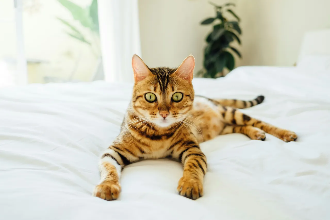 Metti la stagnola in cucina per spaventare il gatto: ecco cosa succede davvero e perché funziona