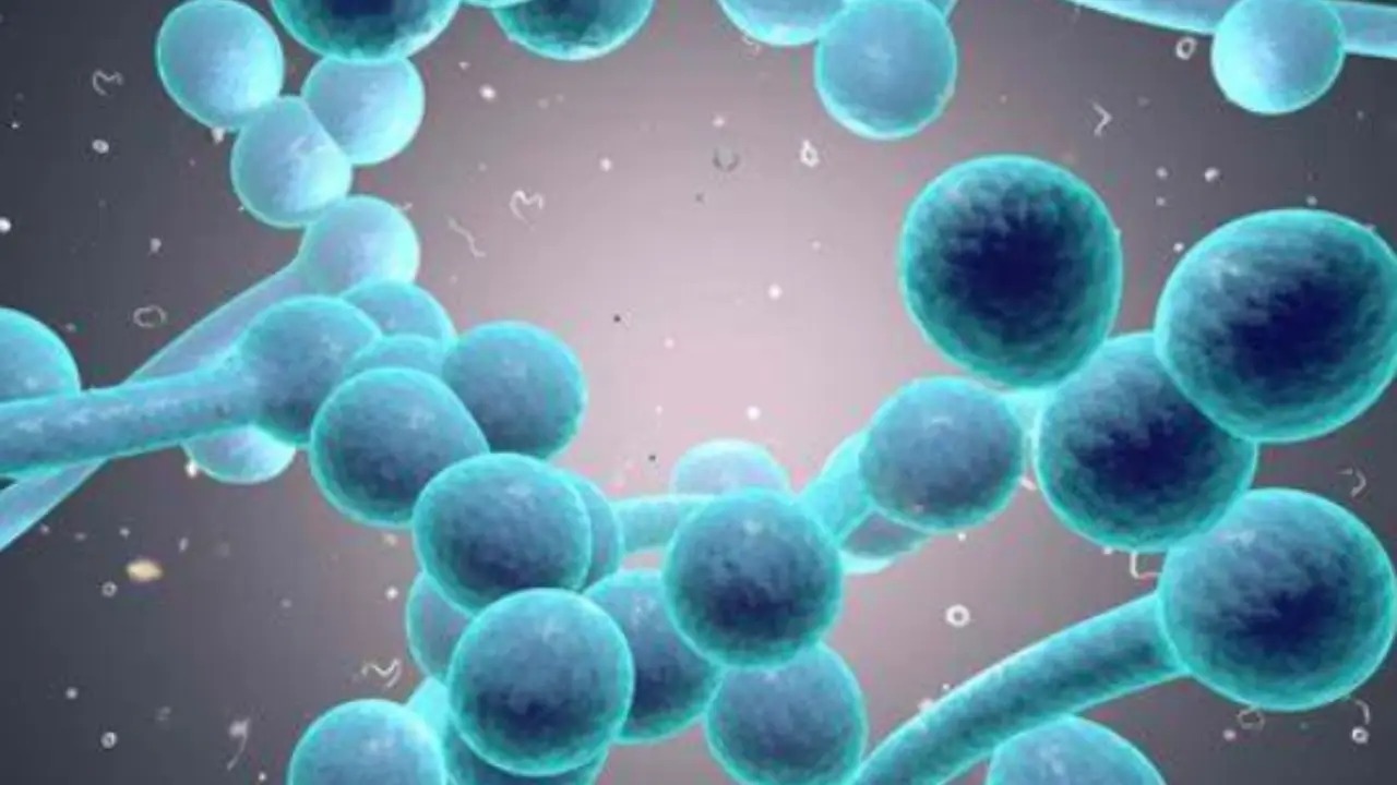 Hai un’infezione? Ecco l’alimento naturale più potente per combatterla subito