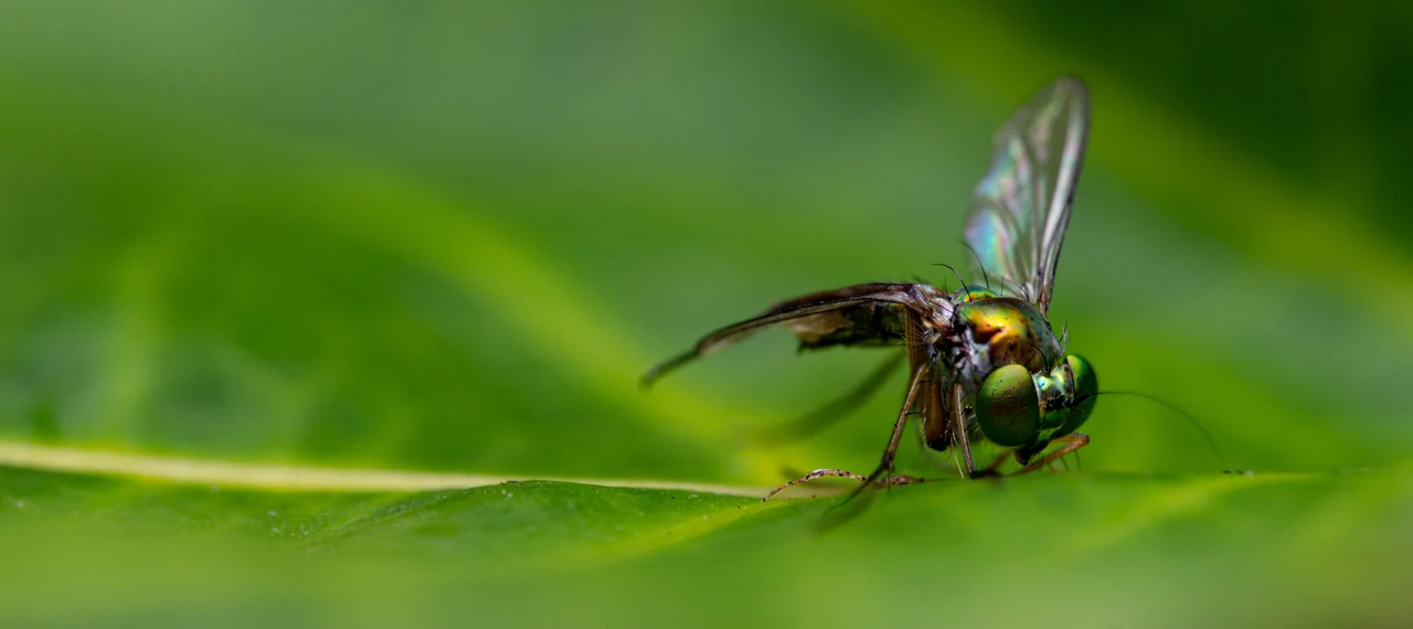 L’invasione di insetti sul balcone ti rovina le serate? Ecco il metodo naturale per tenerli lontani