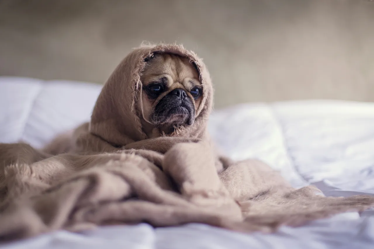 Il tuo cane fa i bisogni sul tappeto? Ecco come creare un disabituante naturale potente