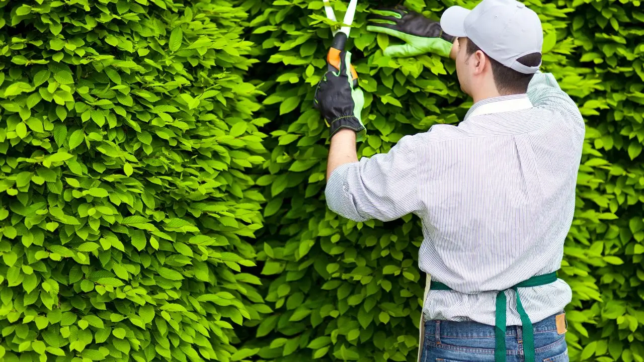 Manutentore del verde: cosa fa e perché è indispensabile per il tuo giardino