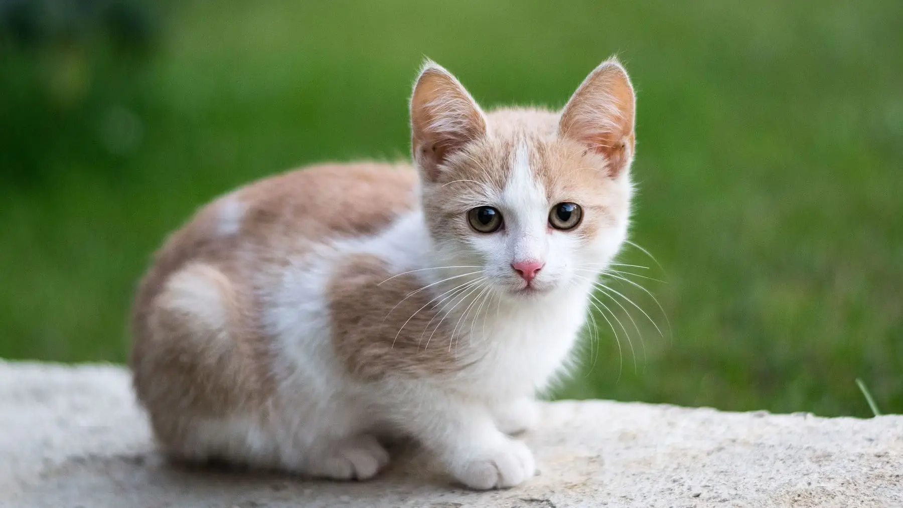 Hai paura dei gatti? Ecco il metodo rapido per superare questa fobia per sempre