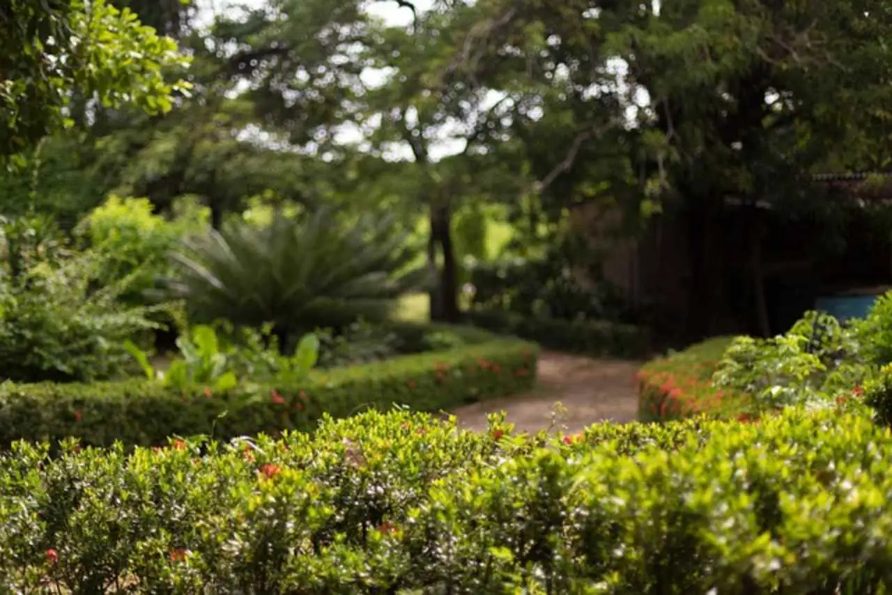 Il segreto per avere un’oasi di verde e fresco anche in casa: ecco cosa sono i giardini interni