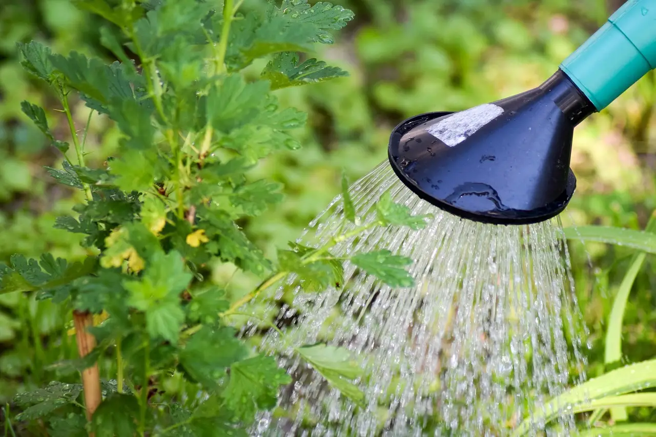 Usi l’acqua piovana per annaffiare o per la casa? Ecco se contiene calcare e impurità